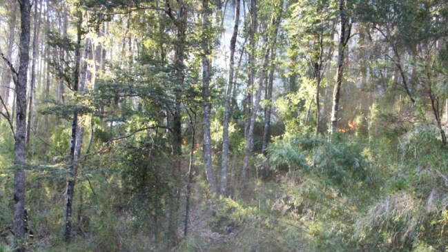 Incendio forestal amenaza áreas silvestres protegidas en La Araucanía