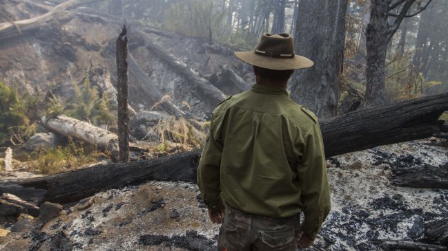 Conaf logró contener incendio forestal en Parque Nacional Conguillio