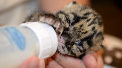   Cachorro de leopardo en peligro de extinción recibe su primer baño 