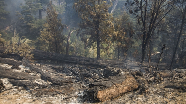 Designan fiscal especial para investigar causas de incendio en China Muerta