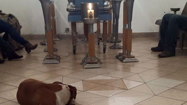 La conmovedora historia de los perros que fueron al funeral de su ama