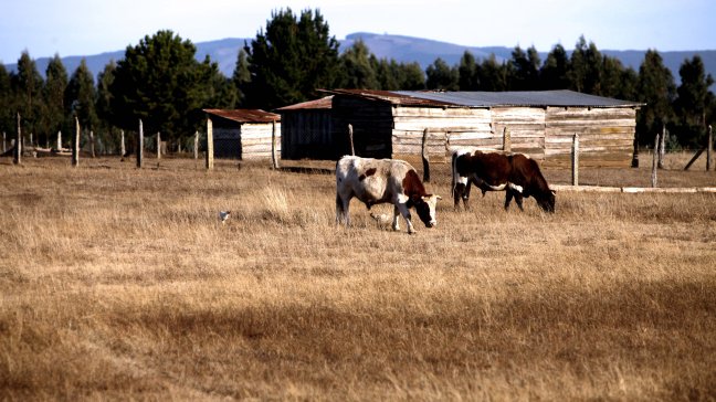 Gobierno aprobó 7.000 millones de apoyo para agricultores de La Araucanía