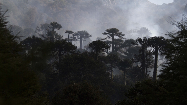 Conaf: La lluvia nos está facilitando el trabajo en La Araucanía