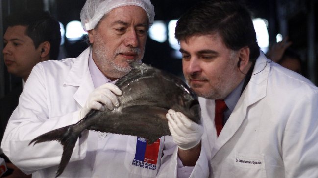 Viernes Santo: Decomisan 16 toneladas de productos marinos en mal estado