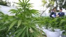 Comisión despachó proyecto para despenalizar consumo de marihuana