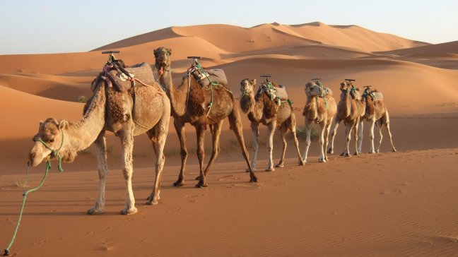 La primera camella clonada en el mundo dará a luz a fin de año en Dubai