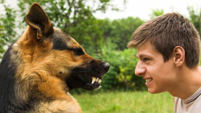Dueño y perro experimentan un proceso de conexión similar al de madre e hijo
