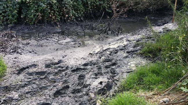 Autoridades denunciaron derrame de aguas servidas en estero de Limache