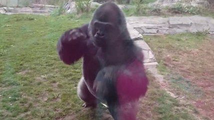   Niña logró enfurecer peligrosamente a un gorila 