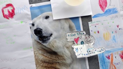   Los niños recuerdan a Taco, el fallecido oso polar del Zoológico Metropolitano 