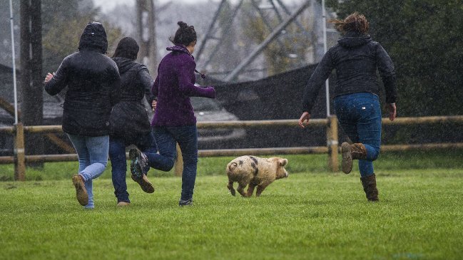 El robo de un cerdo causó diez muertos en Papúa Nueva Guinea