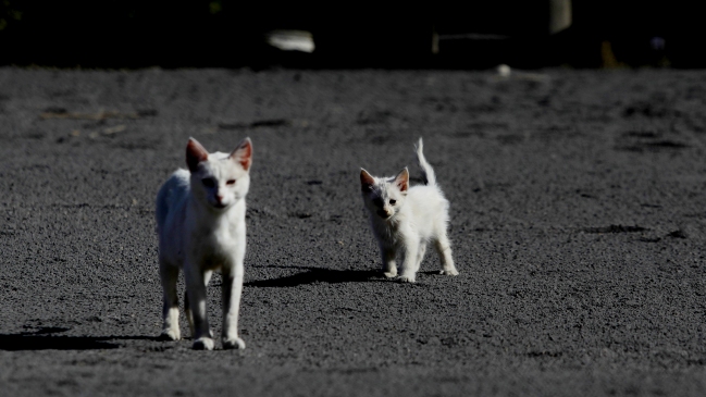Veterinario ante erupción del Calbuco: A los animales les genera un tremendo estrés