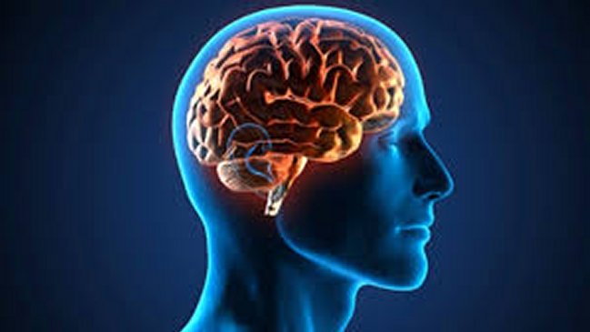 La estrecha relación entre el cerebro y el intestino