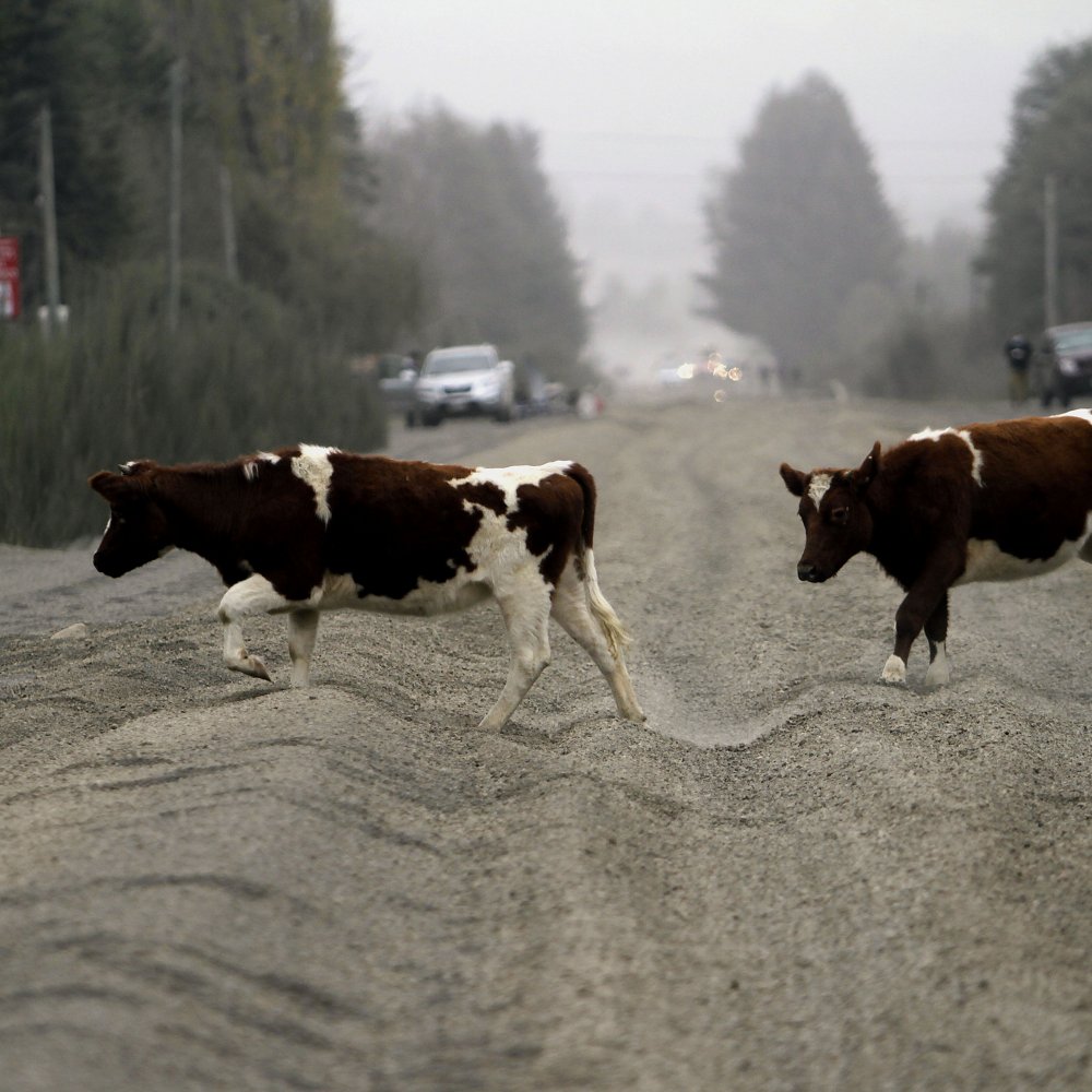 Erupción del Calbuco: Gobierno anunció 