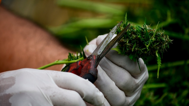 Calama se convirtió en la segunda comuna en aprobar el uso medicinal de la cannabis