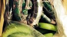 Cocaína colombiana llegó a supermercados alemanes camuflada en plátanos