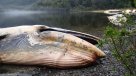 Sernapesca informó de varamiento masivo de ballenas en el Golfo de Penas