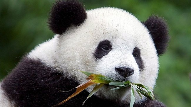 China: Detienen a 10 personas por matar a un panda y vender su piel