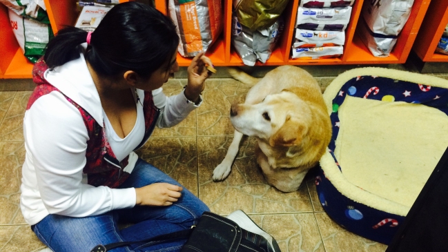 Campaña busca familia para perro que perdió dos extremidades tras brutal atropello