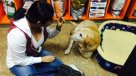 Campaña busca familia para perro que perdió dos extremidades tras brutal atropello