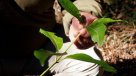 Asesinaron a uno de los principales opositores de la producción del aceite de palma en Indonesia