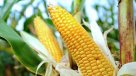 China y la necesidad de los alimentos transgénicos