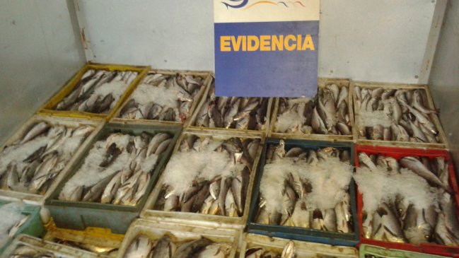 Sernapesca decomisó 10 toneladas de merluza sin origen certificado