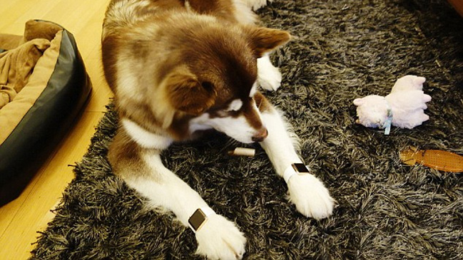 Hijo de magnate chino desató polémica al regalarle dos Apple Watch a su perro