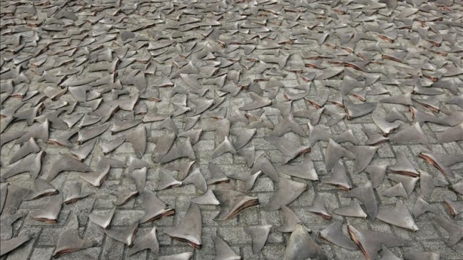 Ecuador decomisó 200 mil aletas de tiburón que iban a Asia