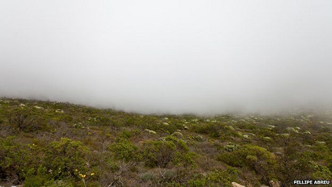 BBC Mundo: Los atrapanieblas que capturan agua en Atacama
