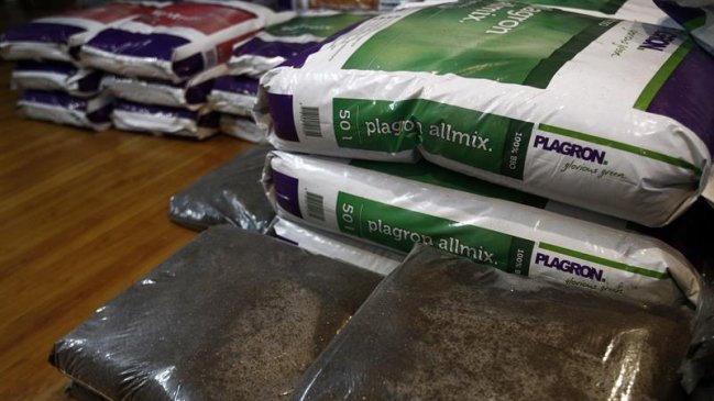 A un año de la legalización: el comercio en torno a la marihuana en Uruguay