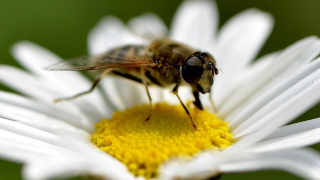 Una abeja obligó a un avión a regresar al aeropuerto inglés de Southampton