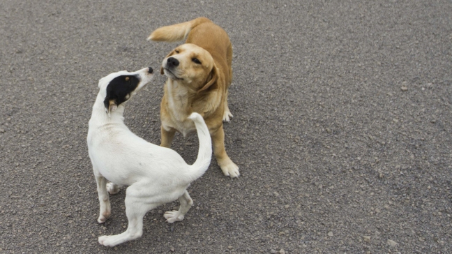 Los perros evitan a quienes son desagradables con sus dueños, según estudio