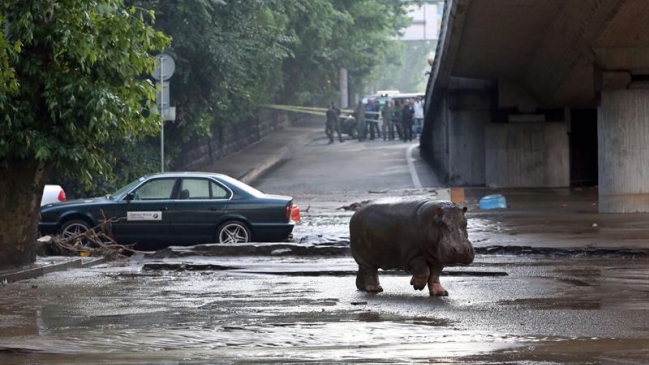 Los animales fugados de un zoológico que tienen en alerta a una ciudad inundada