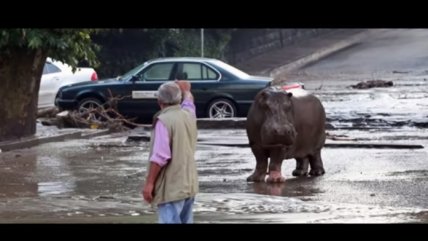   Decenas de animales salvajes escaparon desde zoológico en Georgia 