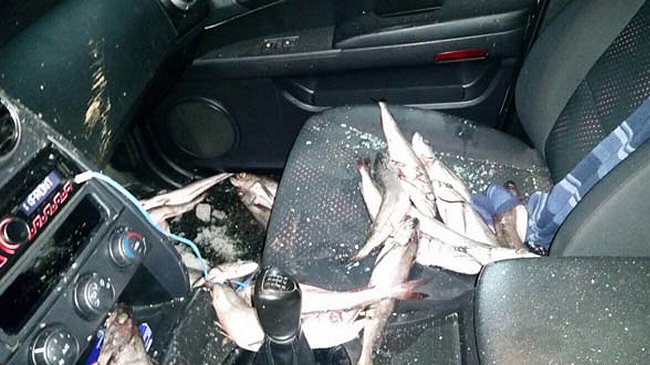 Sernapesca denunció 