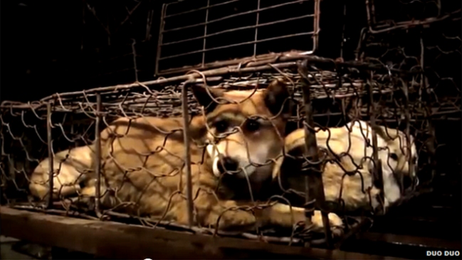 China: Grupos de defensa de los animales protestaron contra Festival de la Carne de Perro