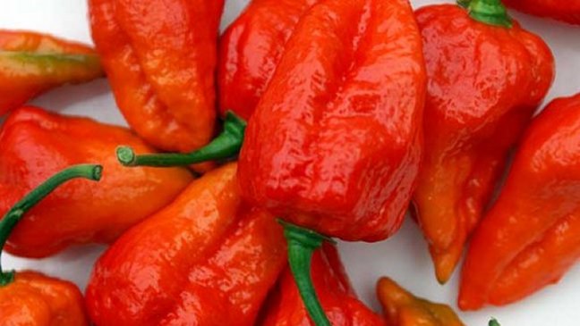 Investigador mexicano busca descifrar el gusto por el ají