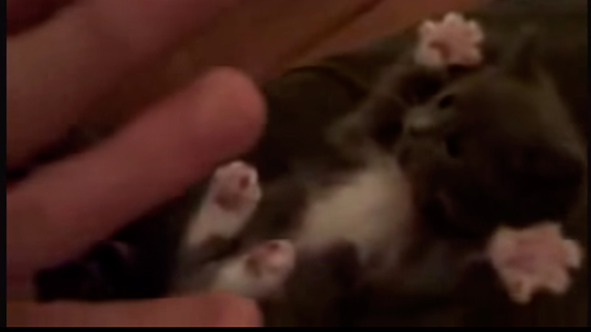 Por qué ver videos de gatos por internet puede ser bueno para la salud