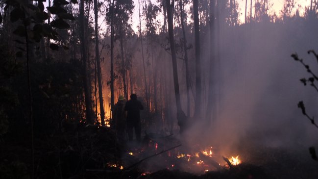 Valparaíso: Decretan alerta roja por incendio forestal en comuna de Santo Domingo