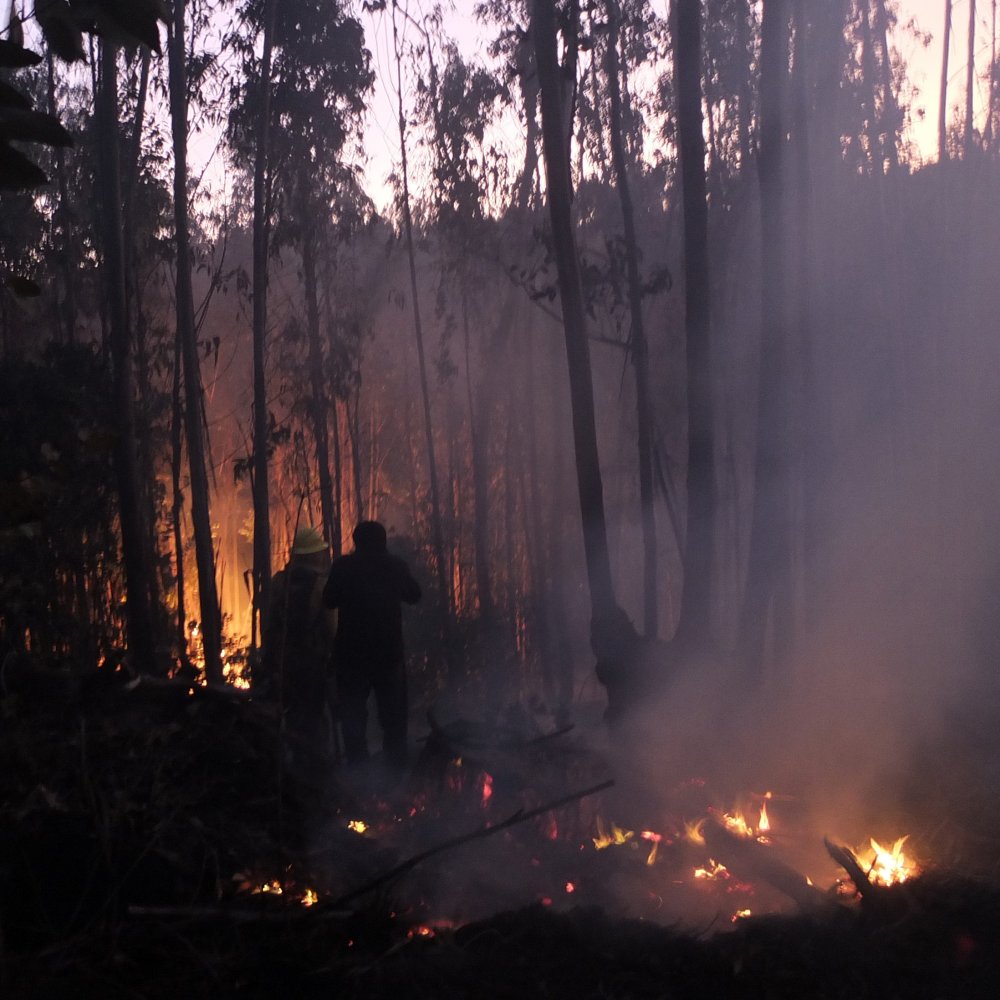 Valparaíso: Decretan alerta roja por incendio forestal en comuna de Santo Domingo