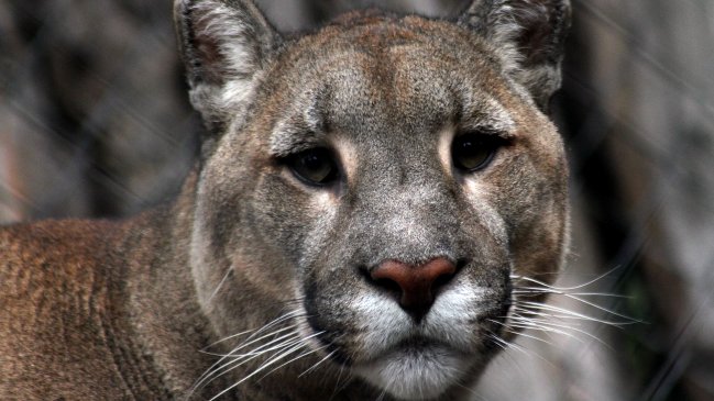 Hallazgo de un puma provocó operativo en Vitacura
