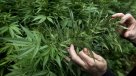 El 65,2 por ciento aprueba uso terapéutico de marihuana en América Latina