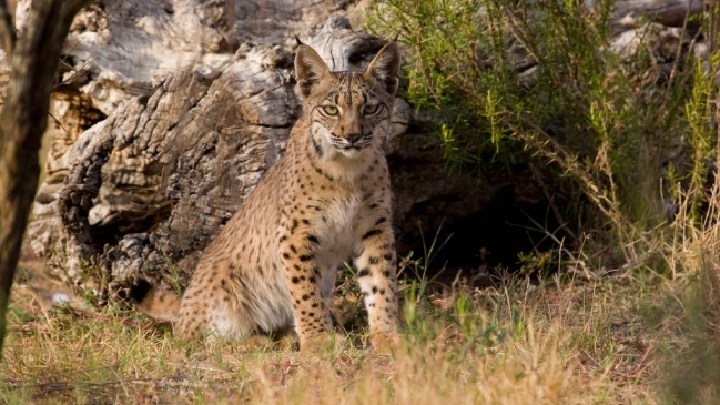 Imagen foto_00000003