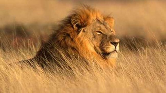 UICN actualizó su lista de las especies en peligro de extinción