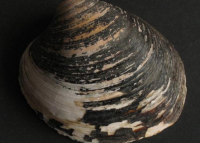 Imagen foto_00000002