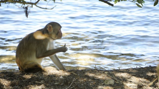 Puerto Rico: Escaparon 30 monos infectados con virus que eran utilizados para estudios