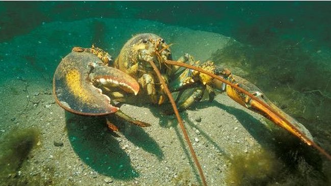 Los animales que pueden vivir eternamente