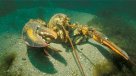 Los animales que pueden vivir eternamente
