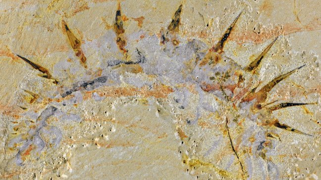 Extraño gusano de hace 515 millones de años da la cara